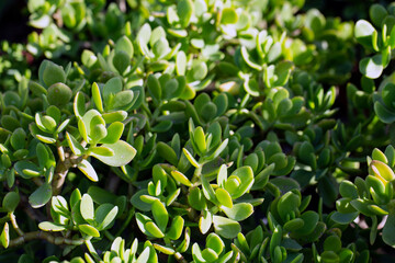 Selective focus of crassula ovata (Jade Plant, Money Plant) succulent plant close up. Floral background. Idea for wallpaper, postcard, poster design, banner, copy space