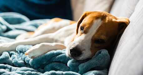 Obraz premium Beagle dog tired sleeps on a cozy sofa in bright room