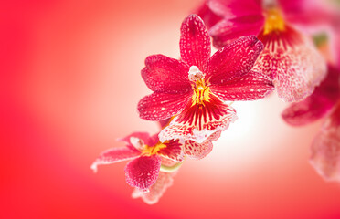 Naklejka na ściany i meble Beautiful red Cambria orchid flowers