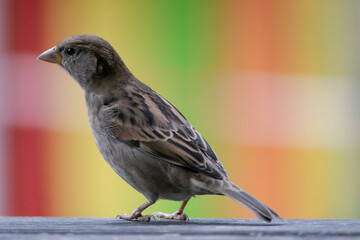 Spatz vor farbigem Hintergrund