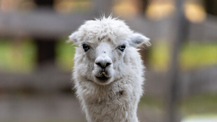 tier, lama, alpaka, säugetier, fell, bauernhof, camel, wolle, lama,