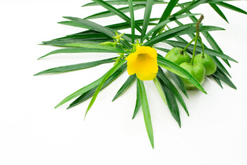 Cascabela thevetia flowers on a white background.