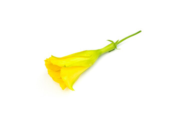 Cascabela thevetia flowers on a white background.