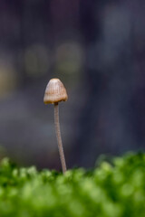 Macro shot of tiny mushroom (probably Mycena genus) growing in the forest