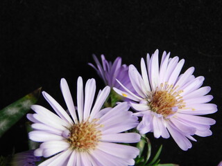 pink daisy flower