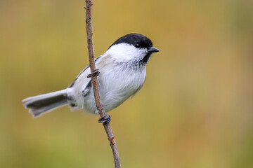 willow tit