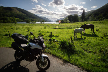 Bike in front of horses and grass at Loch Voil Scotland on beautiful sunny day