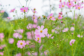 風に揺れる美しいピンク色のコスモス