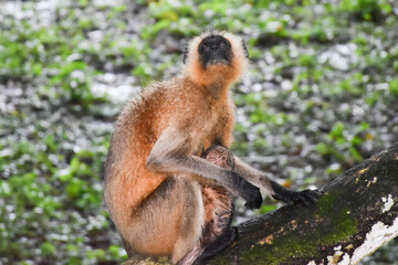 Indian black faced long tailed Monkey with baby sitting on the tree while raining