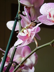 pink orchid phalaenopsis