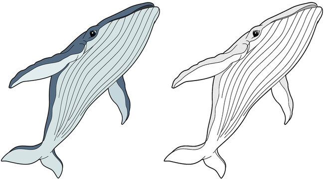 Cartoon animal whale fish with sketch - illustration