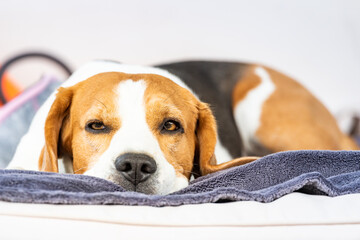 Beagle dog tired sleeps on a cozy sofa outdoors