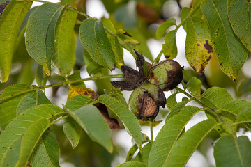 Walnut shell inside its green husk