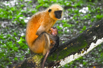 Gray Langur monkey , Semnopithecus schistaceus, along with her baby as captured in the wilderness