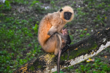 Indian black faced long tailed Monkey with baby sitting on the tree while raining