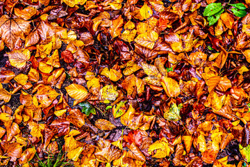 Hintergrund Herbst Laub Buche bunt