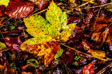 Waldboden Matsch mit bunten Herbst Laub Ahorn