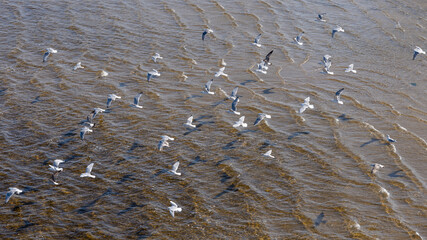 Flock of seagulls on the seashore, sandy shallow beach