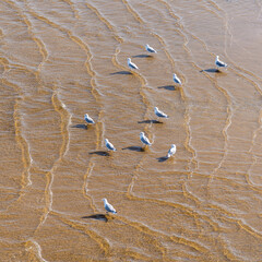 Flock of seagulls on the seashore, sandy shallow beach