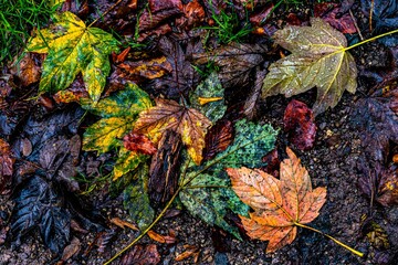 Herbst buntes Laub Blätter Waldboden im Matsch