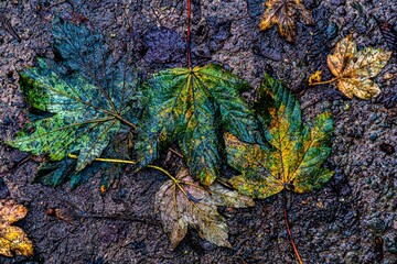 Herbst buntes Laub Blätter Waldboden im Matsch
