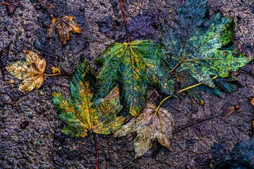 Herbst buntes Laub Blätter Waldboden im Matsch