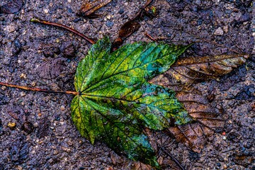 Herbst buntes Laub Blätter Waldboden im Matsch