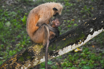 Gray Langur monkey , Semnopithecus schistaceus, along with her baby as captured in the wilderness