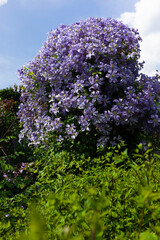 Obraz premium Shrub with violet flowers of purple Clematis Viticella or Italian leather flower or Virgin's bower in a garden
