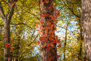 Beautiful autumn landscape - a tree trunk entwined with ivy with red leaves in the autumn forest