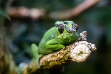 Pantherchamäleon (Furcifer pardalis)