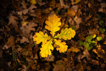 Oak sprout with yellow leaves on a background of fallen leaves, top view, autumn background