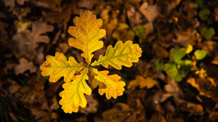 Oak sprout with yellow leaves on a background of fallen leaves, top view, autumn background