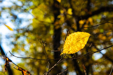 Yellow autumn leaf of elm tree on a branch lit by the sun on a blurred forest background