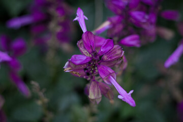 close up of a purple flower