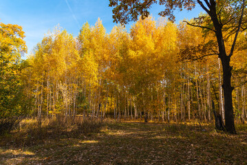 Obraz premium Glade in front of a birch grove on a bright sunny autumn day - beautiful forest autumn landscape