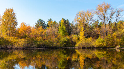 A beautiful autumn landscape - the shore of a forest lake, overgrown with trees with autumn golden leaves and a blue sky that are reflected in clear water