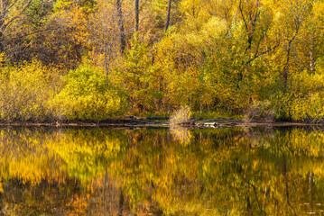 Obraz premium A beautiful autumn landscape - the shore of a forest lake, overgrown with trees with autumn golden leaves and a blue sky that are reflected in clear water