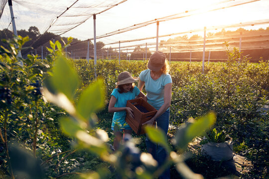 Modern Family Picking Blueberries On A Organic Farm - Family Business Concept.