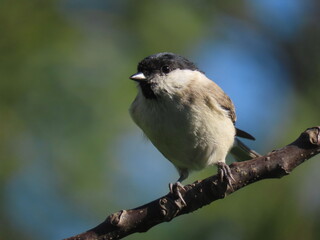 Marsh tit (Poecile palustris) perching on a beautiful tree branch. Beautiful marsh tit perching peeking behind tree trunk.