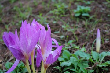 花　ひっそりと咲くコルチカム　イヌサフラン