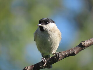 Marsh tit (Poecile palustris) perching on a beautiful tree branch. Beautiful marsh tit perching peeking behind tree trunk.