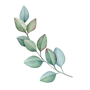 Eucalyptus brunch with leaves watercolor illustration. Natural decorative branch single element. Hand drawn close up eucalyptus botanical medical herb. Isolated on white background