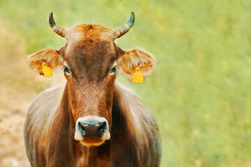 Cow with ear tags. Portrait of a bull looking right at you. Domestic farm animals. Brown cow with...