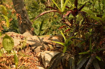 The Colombian rainforest and mountain landscapes of the Sierra Nevada de Santa Maria region