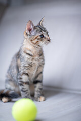 Fototapeta na wymiar Portrait of a gray tabby kitten in the studio, close-up.