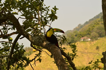 The Colombian rainforest and mountain landscapes of the Sierra Nevada de Santa Maria region