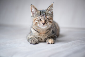 Portrait of a gray tabby kitten in the studio, close-up.