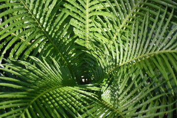 Naklejka premium fern leaf background