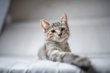 Portrait of a gray tabby kitten in the studio, close-up.